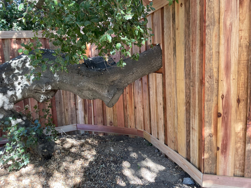 fence with tree